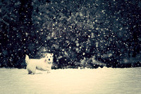 maya in snowfall